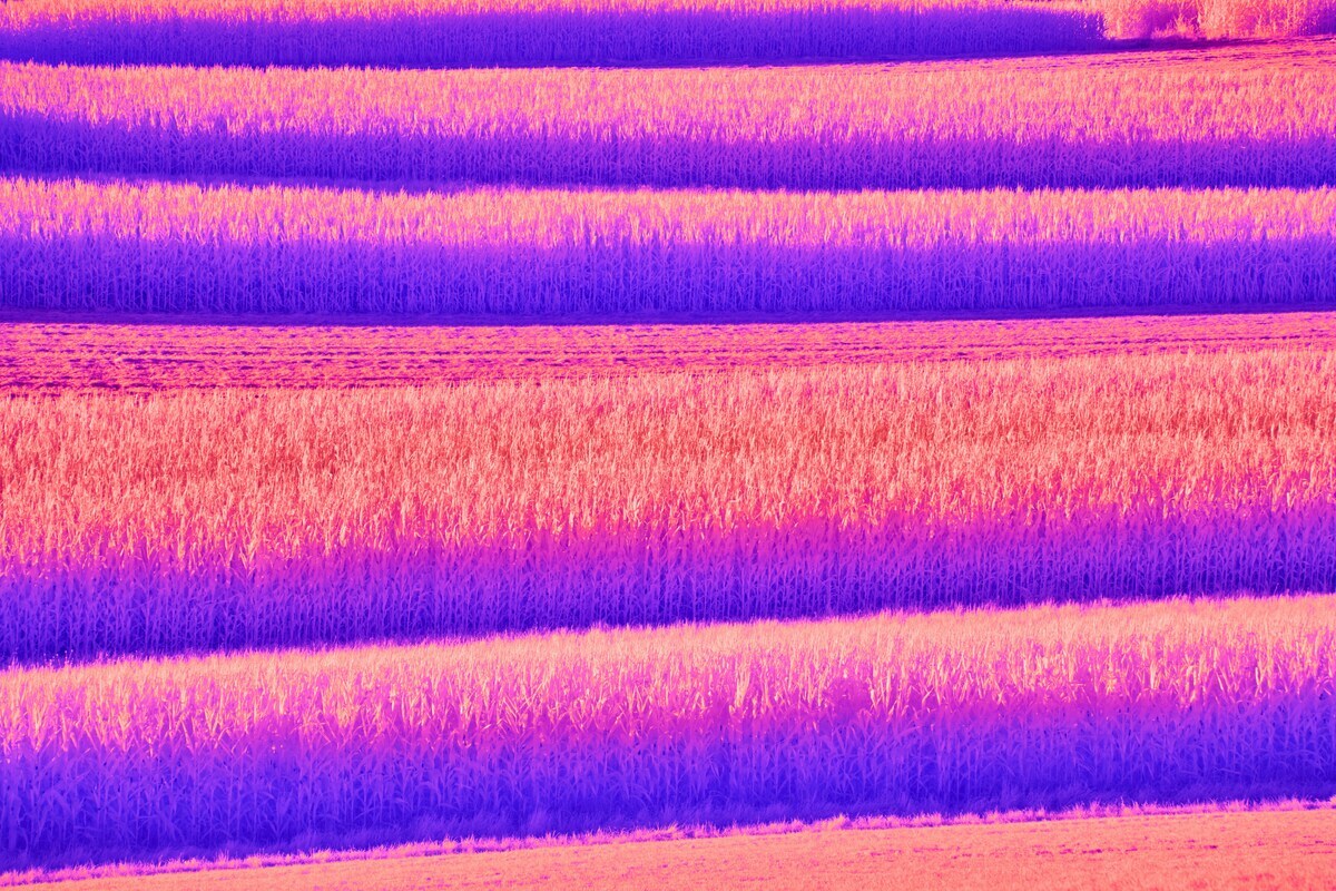 wolfgang-hasselmann - Unsplash - Hõkamerás Vizsgálat